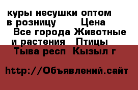 куры несушки.оптом 160 в розницу 200 › Цена ­ 200 - Все города Животные и растения » Птицы   . Тыва респ.,Кызыл г.